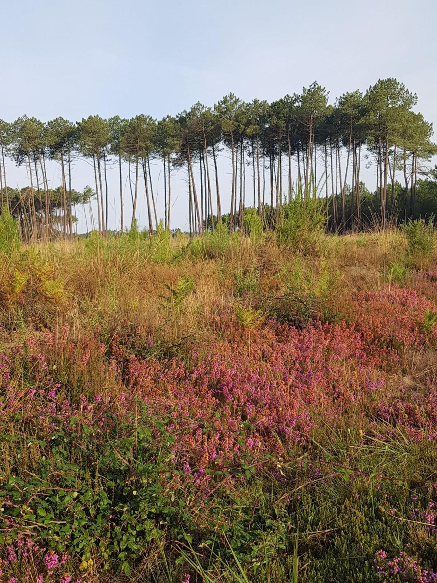 Le Mas Des Landes Vielle-Saint-Girons Exterior foto